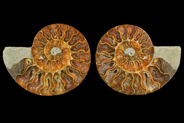 Agate Replaced Ammonite Fossil - Madagascar #150910